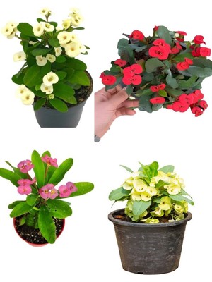 Vionna Nura Botanik Milli Dikenler Tacı Çiçeği, 4 Adet Set, Sarı Kırmızı Pembe Beyaz, 15-30CM Saksılı (Euphorbia)