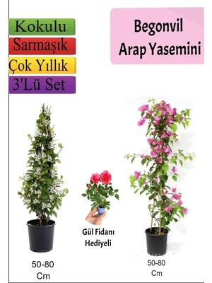 Vionna Nura Botanik Arap Yasemini, Pembe Begonvil, Gül Fidanı Hediyeli, 50-80 cm