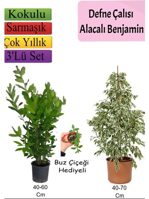 Vionna Bitkim Sende Beyaz Alacalı Benjamin Bitkisi, Defne Çalısı, Buz Çiçeği Hediyeli, 3'lü Set