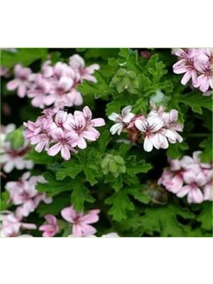 Vionna Nura Botanik Mis Kokulu Gül Damlası Itır Çiçeği, 15-35 cm Saksılı, Lavandula
