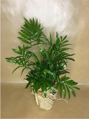 Vionna Gardenbox Hediye Paketli Dağ Palmiyesi Chamaedorea Elegans, Hediye Kart Notu
