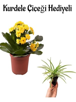 Vionna Nura Botanik Sarı Kalanşo (Kalanchoe) Çiçeği, Hediyelik, Kurdele Çiçeği