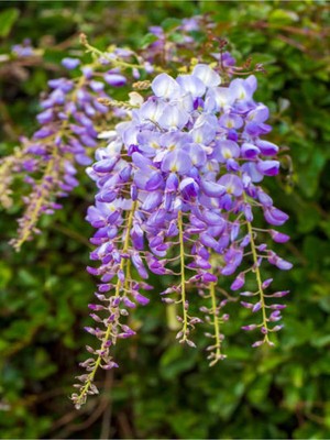 Vionna Nura Botanik Mor Salkım Çiçeği Sarmaşık, 1 Adet Saksılı, 40-60 Cm, Wisteria Sinensis