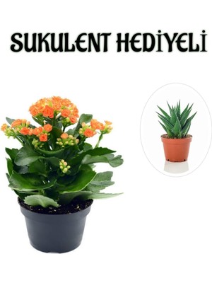 Vionna Nura Botanik Kadınlar Gününe Özel Turuncu Kalanşo Çiçeği, Sukulent Hediyeli