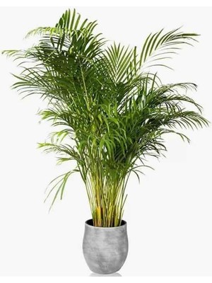 Vionna Gardenbox Areka Palmiyesi, 80-110 Cm, Canlı Iç Mekan Bitkisi