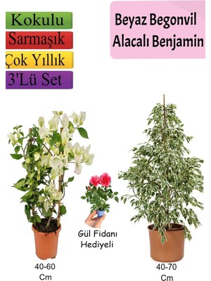 Vionna Gardenbox Beyaz Alacalı Benjamin Bitkisi, Beyaz Begonvil, Gül Fidanı Hediyeli Set, Çok Renkli