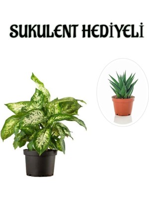 Vionna Gardenbox Hediyelik Zarif Yapraklı Difenbahya Bitkisi, Sukulent Hediyeli