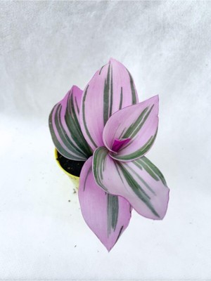Vionna Nura Botanik Pembe Telgraf Çiçeği, 10-20 Cm, Saksılı Çiçekli Bodur Bitkiler, Tradescantia