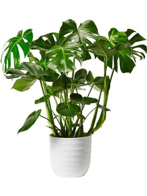 Vionna Nura Botanik Dolgun Formlu Monstera Deve Tabanı, 50-60 Cm, Ithal