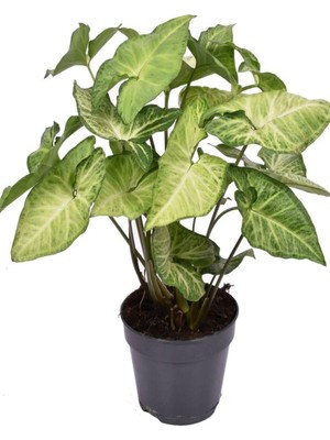 Vionna Nura Botanik Canlı Dolgun Melek Kanadı Çiçeği, Saksılı, 20-40CM, Yeşil