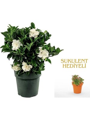 Vionna Serada Decor & Plant Gardenya Çiçeği, 20-30CM, Saksılı, Beyaz