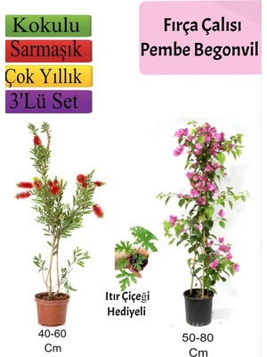 Vionna Nura Botanik Fırça Çalısı, Pembe Begonvil, Itır Çiçeği Hediyeli, 3'lü Set