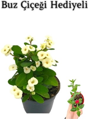 Vionna Gardenbox Beyaz Çiçekli Buz Çiçeği Hediyeli, Canlı Iç Mekan Bitkisi