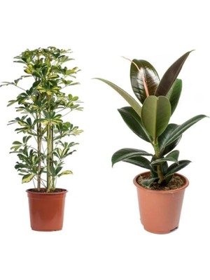 Vionna Nura Botanik Ficus Elastica 60-80 Cm, Shefflera 100-120 cm Tek Gövdeli