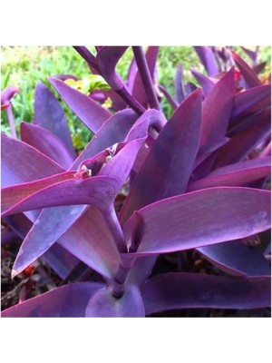 Vionna Nura Botanik Saksılı Mor Telgraf Karasevda Çiçeği, 10-20 Cm, Tradescantia