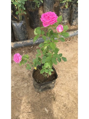 Vionna Nura Botanik Bol Kokulu Gerçek Isparta Gülü, 25 Cm, Pembe