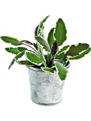 Vionna Nura Botanik Adaçayı Fidanı, 40-60 Cm, 1 Adet Saksılı, Iç/dış Mekan Bitkisi, Salvia Officinalis