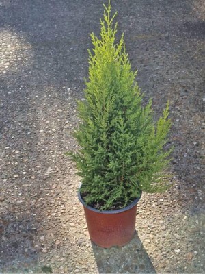 Vionna Serada Decor & Plant Leylandi Çam Bitkisi, 30-50 Cm, Saksılı, Dış Mekan Ağacı, Cupressocyparis