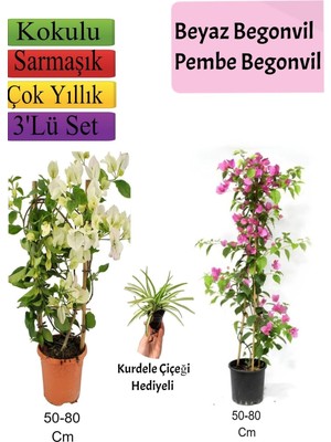 Vionna Nura Botanik Beyaz Pembe Begonvil, Kurdele Çiçeği Hediyeli, 50-80 cm
