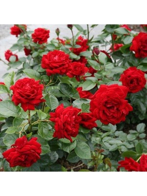 Vionna Gardenbox Kırmızı Sarmaşık Gül Fidanı, Kokulu, 90-140 Cm, Tüplü Aşılı