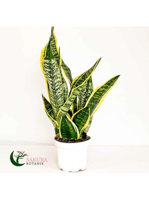 Vionna Paşa Kılıcı Sansevaria Peygamber Kılıç Çiçeği 45-55 Cm, BTS04062025BYB93