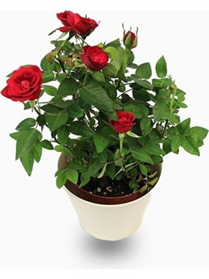 Vionna Gardenbox Kırmızı Kokulu Yediveren Saksılı Aşılı Gül, 50-70 Cm, Red Rose