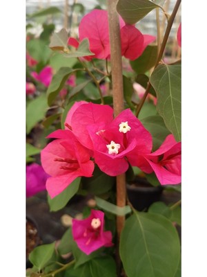 Vionna Gardenbox Sarmaşık Begonvil Çiçeği, Mercan Rengi, 40-50 Cm, Bougainvillea