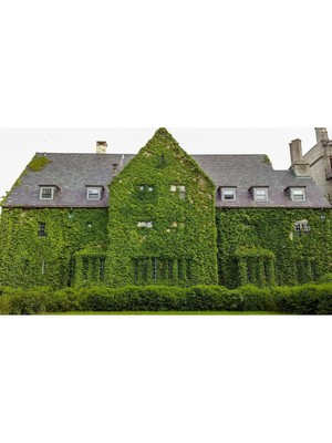 Vionna Serada Decor & Plant Hedera Sarmaşık, 3 Adet, 50-100 Cm, Çok Renkli, Sarılıcı Bitki