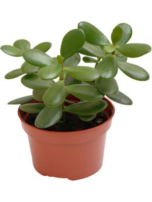 Vionna Nura Botanik Crassula Ovata Mini, 10-15 Cm, Saksılı Para Yeşim Çiçeği, Canlı Bitki