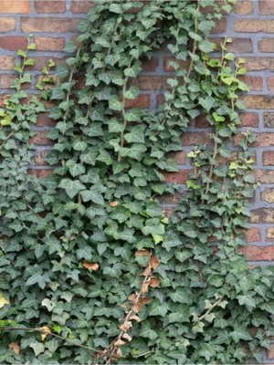 Vionna Nura Botanik Hedera Helix Kaya Sarmaşığı, 40-60 Cm, Tırmanıcı Bahçe Bitkisi