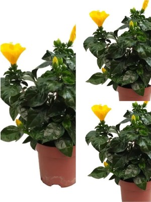 Vionna Nura Botanik Sarı Japon Gülü Fidanı, 3 Adet Saksılı, 50-70 Cm, Hibiscus Rose