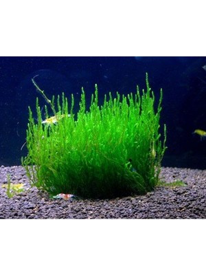 Vionna Peacock Moss Tele Sarılı 5X5CM Yeni Sarım Canlı Bitki