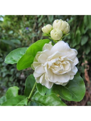Vionna Serada Decor & Plant Yoğun Kokulu Katmerli Ful Yasemin Çiçeği, 50-90 cm