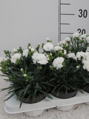 Vionna Bitkim Sende Formlu Beyaz Karanfil Çiçeği, 15-25CM, White Dianthus