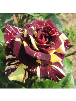 Vionna Nura Botanik Sihirbaz Rengarenk Gül, 35-45 Cm, Tüplü Aşılı Gül, Magician's Rose