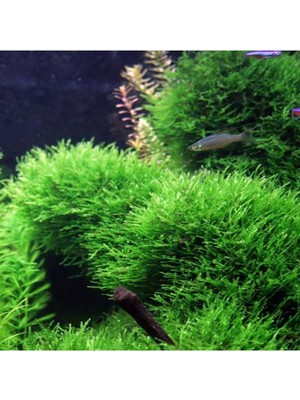Vionna Taiwan Moss Yeni Sarım Canlı Bitki 5x5 cm
