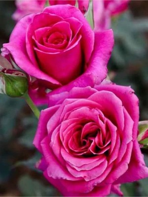 Vionna Nura Botanik Yediveren Yoğun Kokulu Aşılı Gül Rose, 30-50 Cm, 2 Adet
