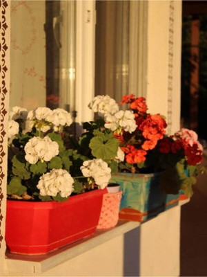 Vionna Serada Decor & Plant Beyaz Sardunya, 10-30 Cm, 1 Adet Saksılı Çiçekli Bodur Bitki, Geranium