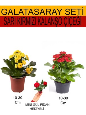 Vionna Gardenbox 2'li Takım Seti Sarı-Kırmızı Kalanşo, Kırmızı Gül Fidanı Hediyelik