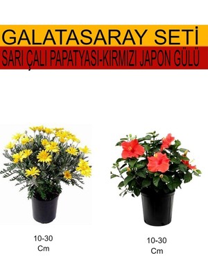 Vionna Serada Decor & Plant 2'li Takım Seti Sarı Çalı Papatyası + Kırmızı Japon Gülü, 10-30 cm