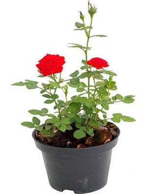 Vionna Nura Botanik Yediveren Kırmızı Kokulu Gül, 40-60 Cm, 3 Adet Saksılı Aşılı Red Rose