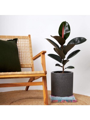 Vionna Nura Botanik Tek Gövdeli Siyah Kauçuk Bitkisi Ficus Elastica, 60-70 cm