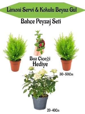 Vionna Nura Botanik Bahçe Seti, 2 Adet Limoni Servi Fidanı, Beyaz Gül Fidanı, Hediye Buz Çiçeği
