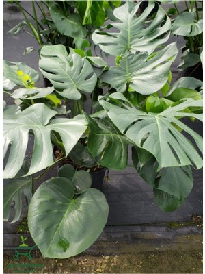 Vionna Nura Botanik Canlı Yapraklı Deve Tabanı Çiçeği Monstera Deliciosa, 30-60 cm