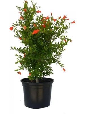 Vionna Nura Botanik Bodur Süs Narı, 30-60 Cm, Saksılı, Çiçekli Bodur Bitkiler, Pomegranate Tree