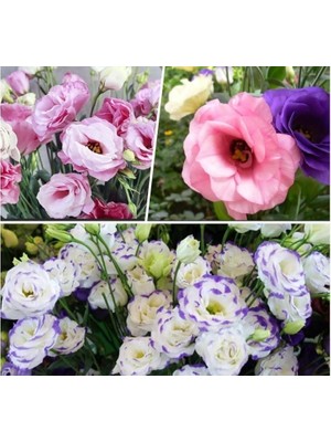 Vionna Megcito Lisianthus (Lale Gül) Gelin Buketi Serisi - Karışık (5 Tohum)