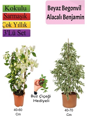 Vionna Bitkim Sende Beyaz Alacalı Benjamin Bitkisi, Beyaz Begonvil, Buz Çiçeği Hediyeli, 3'lü Set