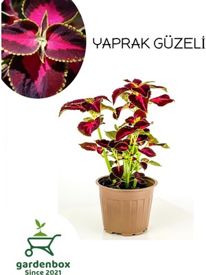 Vionna Bitkim Sende Yaprak Güzeli Kolyos Çiçeği Saksılı 15-25CM