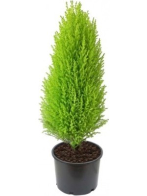 Vionna Nura Botanik Limon Çamı Limoni Servi, 2 Yaşında Fidan, 30-35 cm Boy