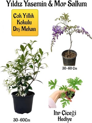 Vionna Nura Botanik Kokulu Yıldız Yasemin Çiçeği + Mor Salkım Ağacı Fidanı, Itır Çiçeği Hediyeli Peyzaj Seti, 30-60 cm